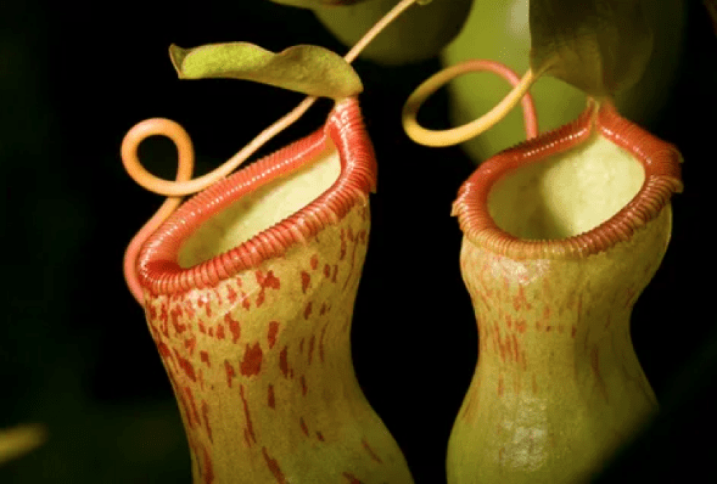 Pitcher Plant