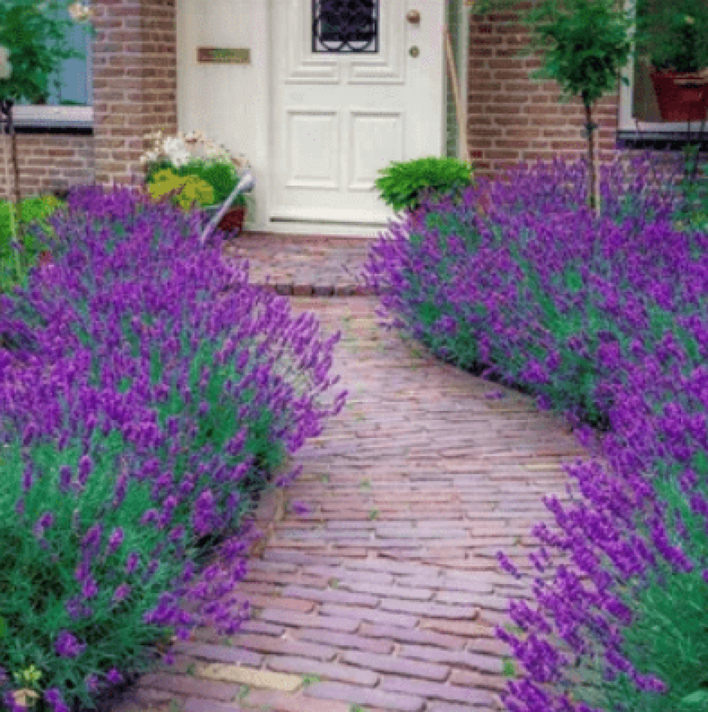 Lavender In Your Garden Min