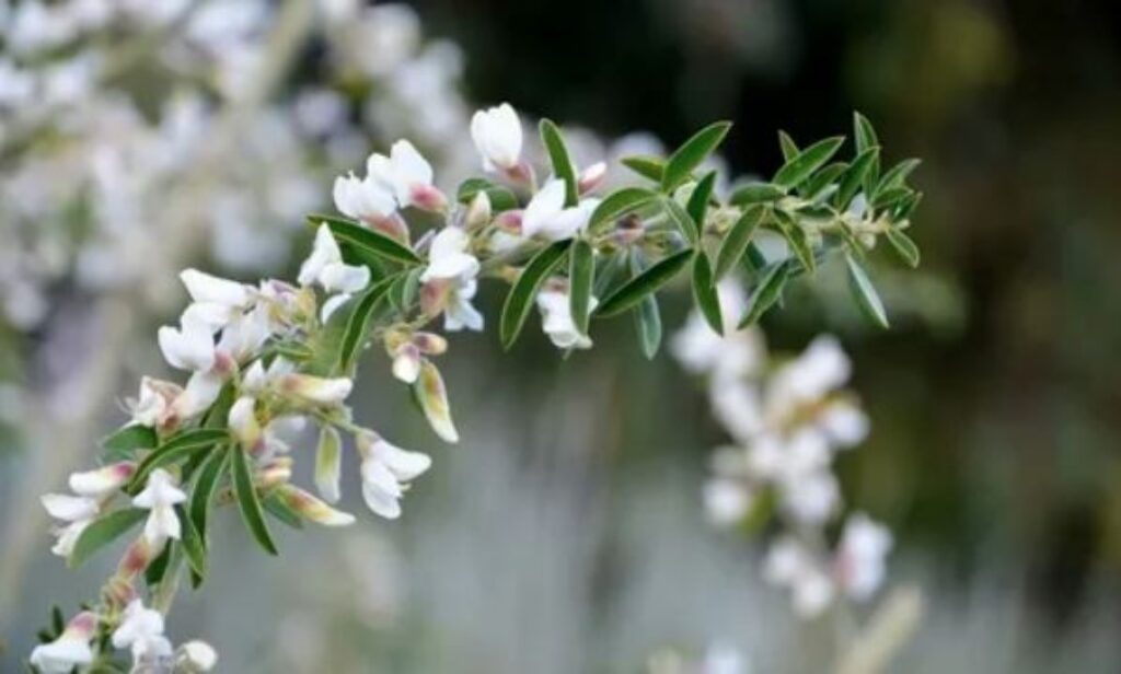 A close-up view of a plant showcasing delicate white flowers against a blurred background.