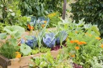 All About Kitchen Gardening