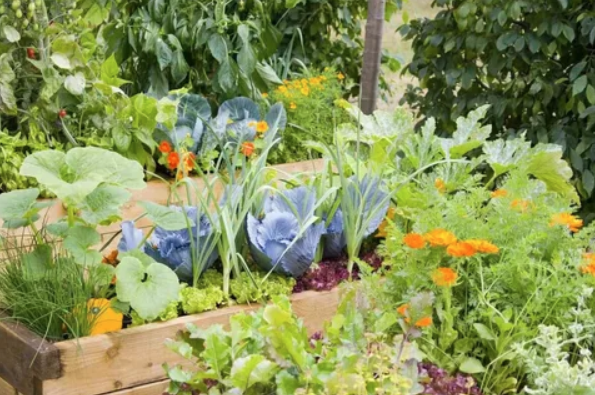 All About Kitchen Gardening