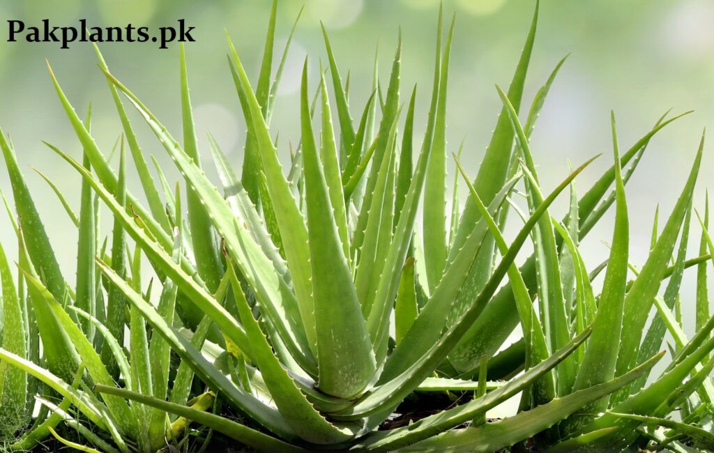 Aloe Vera Plant