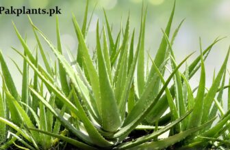 Aloe Vera Plant Benefits