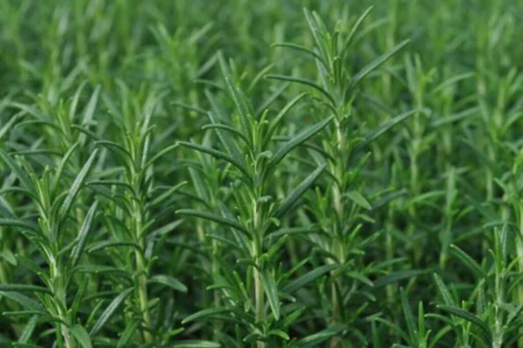 A close-up view of a lush green plant field, showcasing vibrant foliage and healthy growth under natural light.