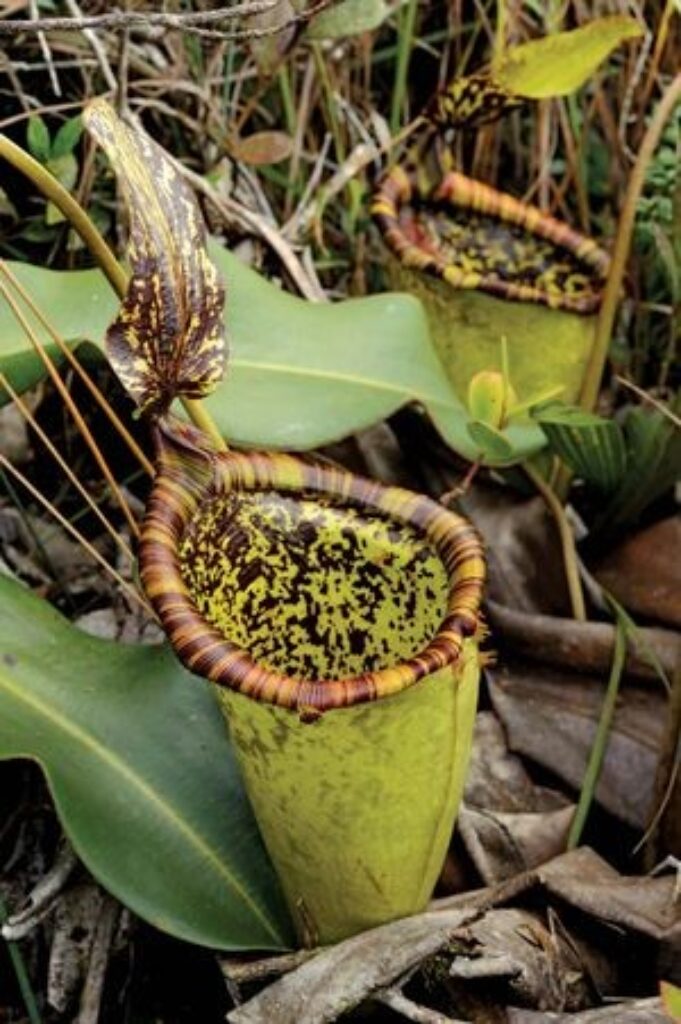 Attenborough's Pitcher Plant