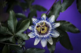 Blue Passion Flower
