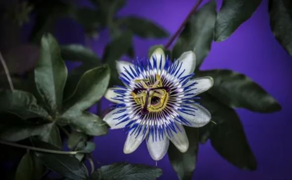 Blue Passion Flower (Passiflora Caerulea)