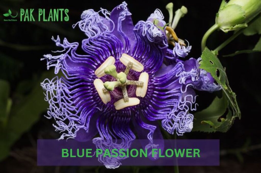 alt= Close-up of a Blue Passion Flower with intricate purple petals, green stem, and leaves, accompanied by the text "BLUE PASSION FLOWER" at the bottom center.


