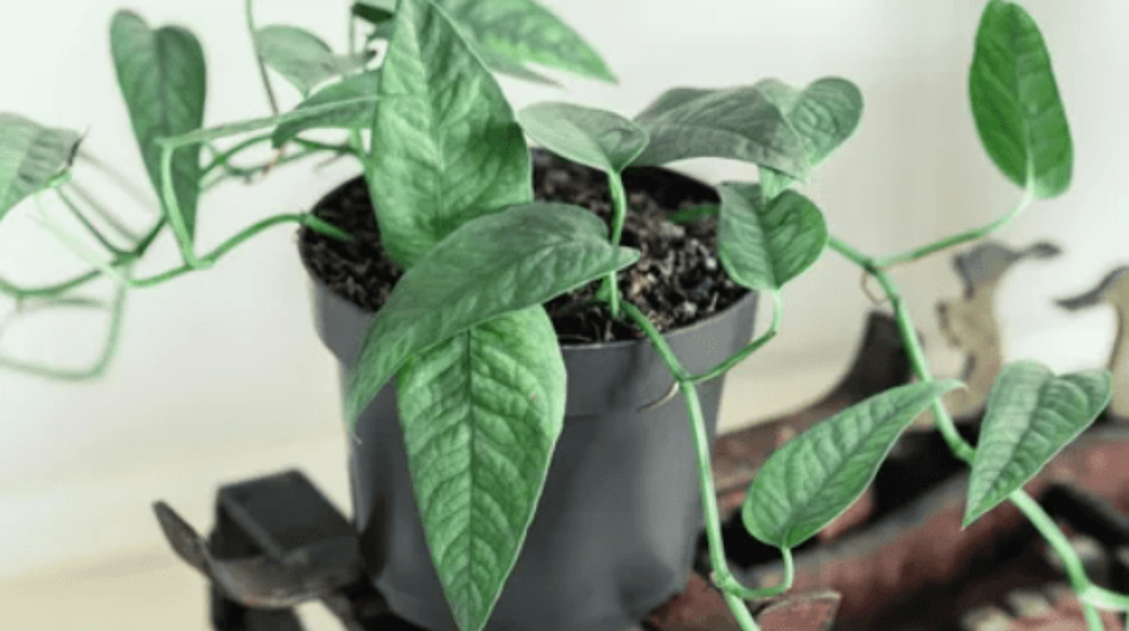 Cebu Blue Pothos Money Plant