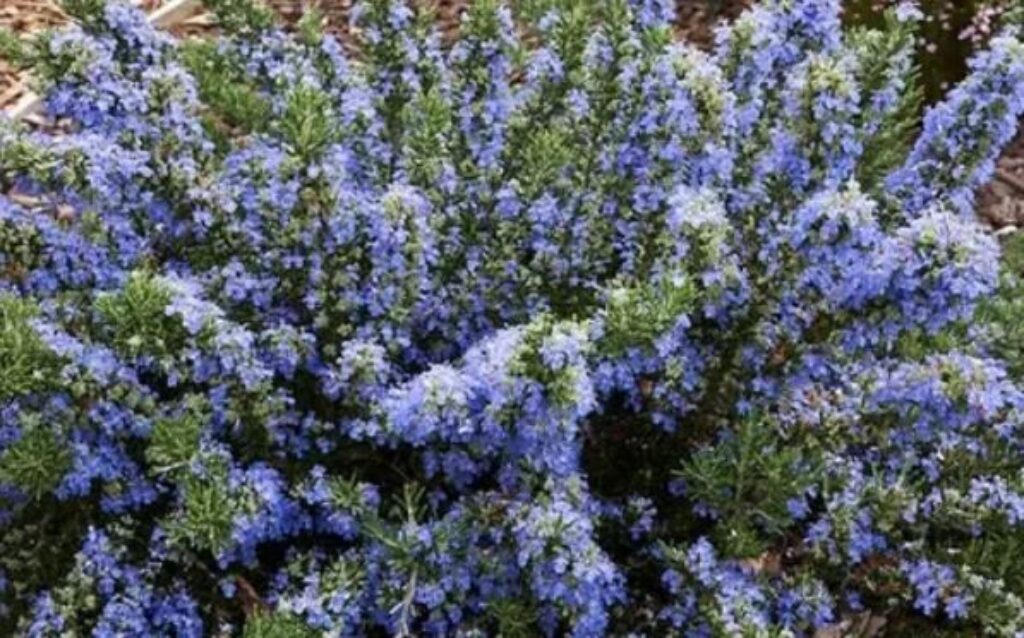 A vibrant bush adorned with blue flowers, adding color to a serene garden setting.