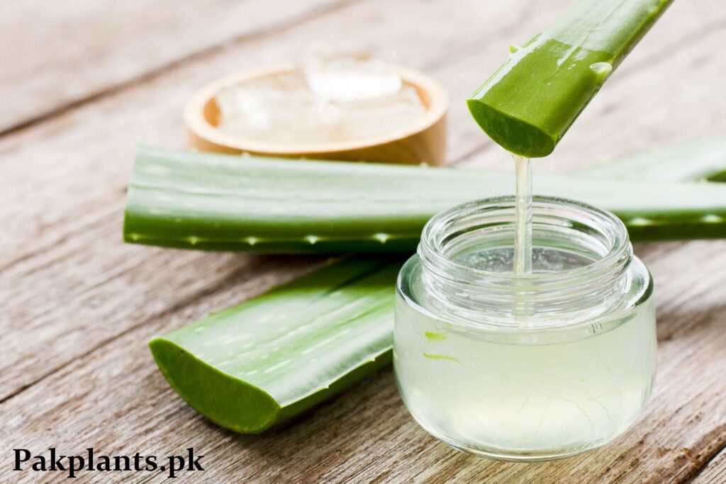 Aloe Vera Juice Benefits