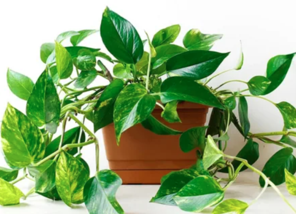 Golden Pothos Money Plant