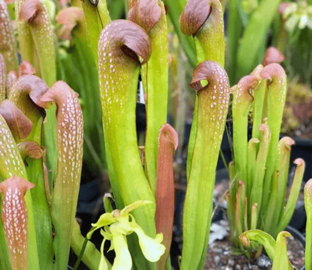 Helmut Cobra Plant