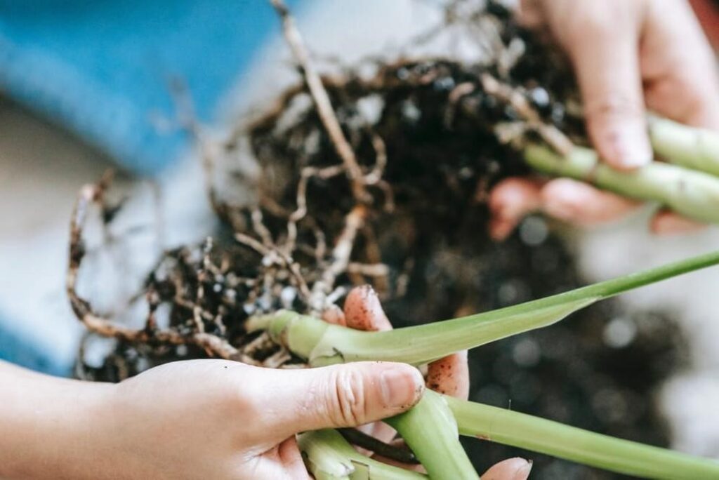 1. A person gently holds a plant with visible roots, showcasing the connection between nature and nurturing growth.