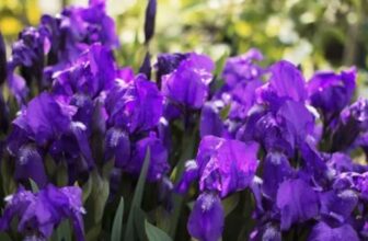 purple Irises Plant
