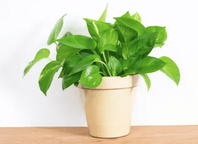 Money Plant
