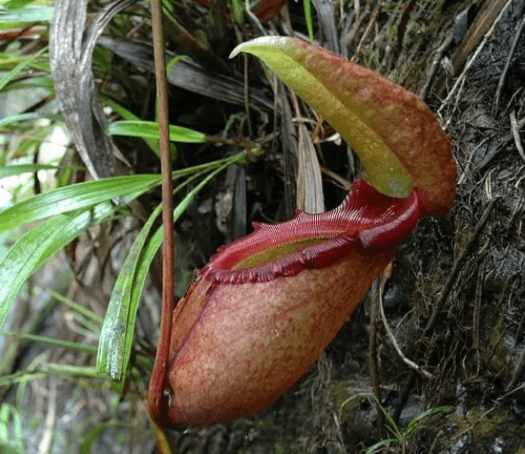 Monkey Cup Pitcher Plant