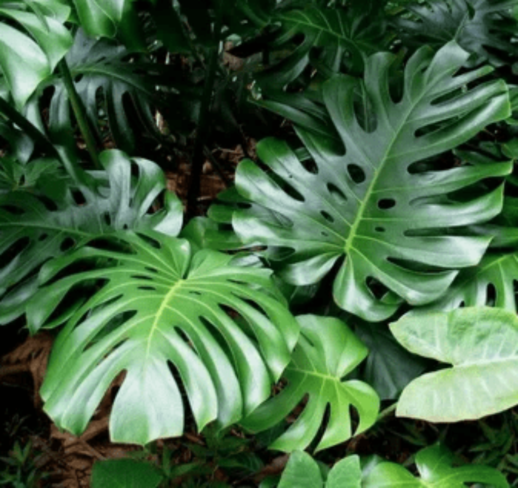 Monstera Deliciosa Plant