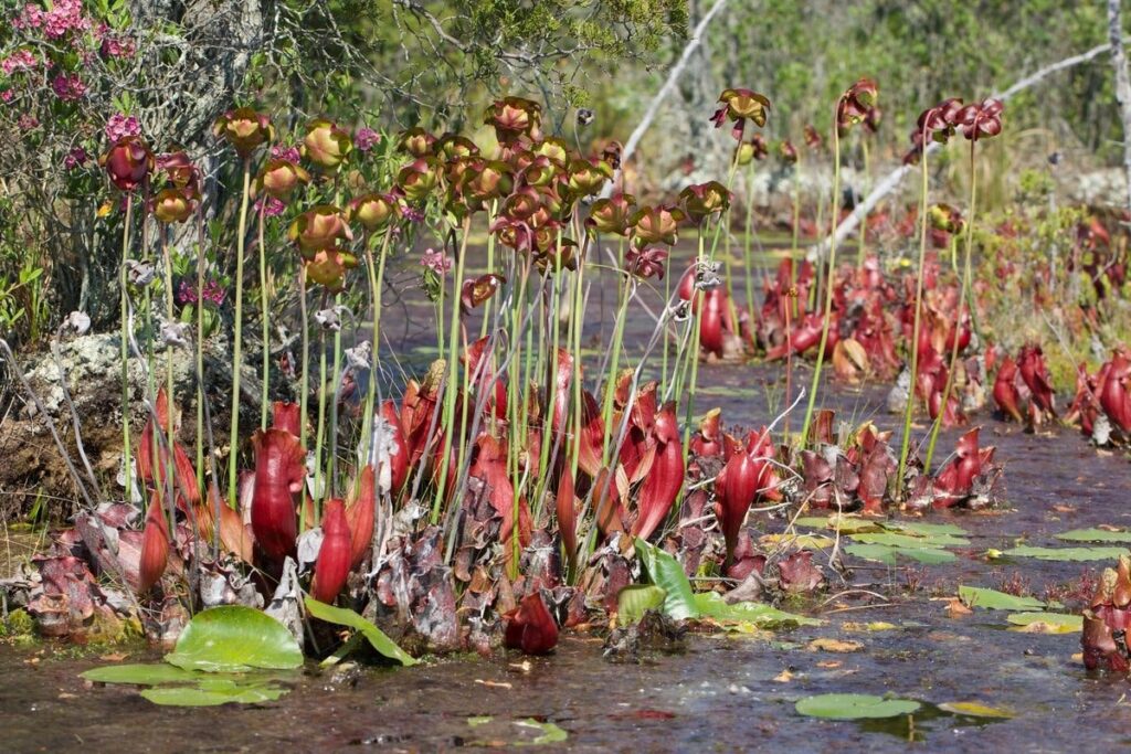 Natural Habitats Plant