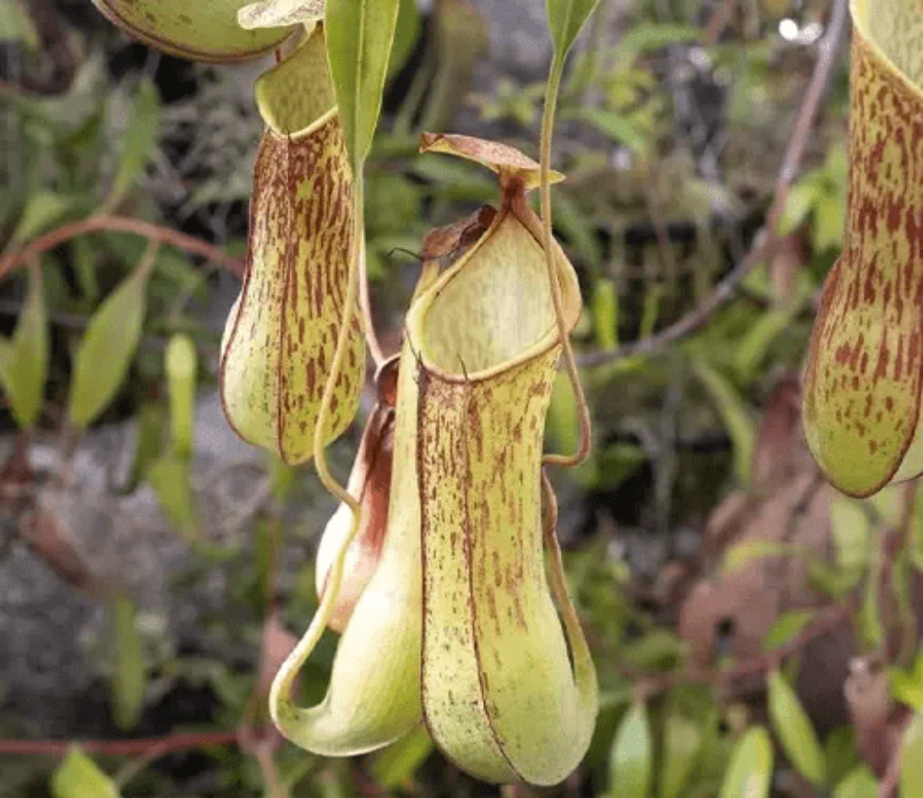 Nepenthes Alata Plant