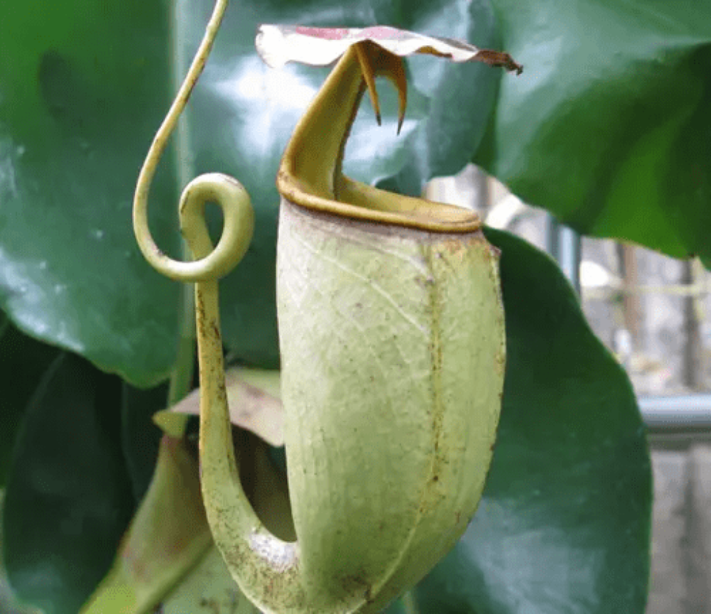 Nepenthes Bicalcarata Plant