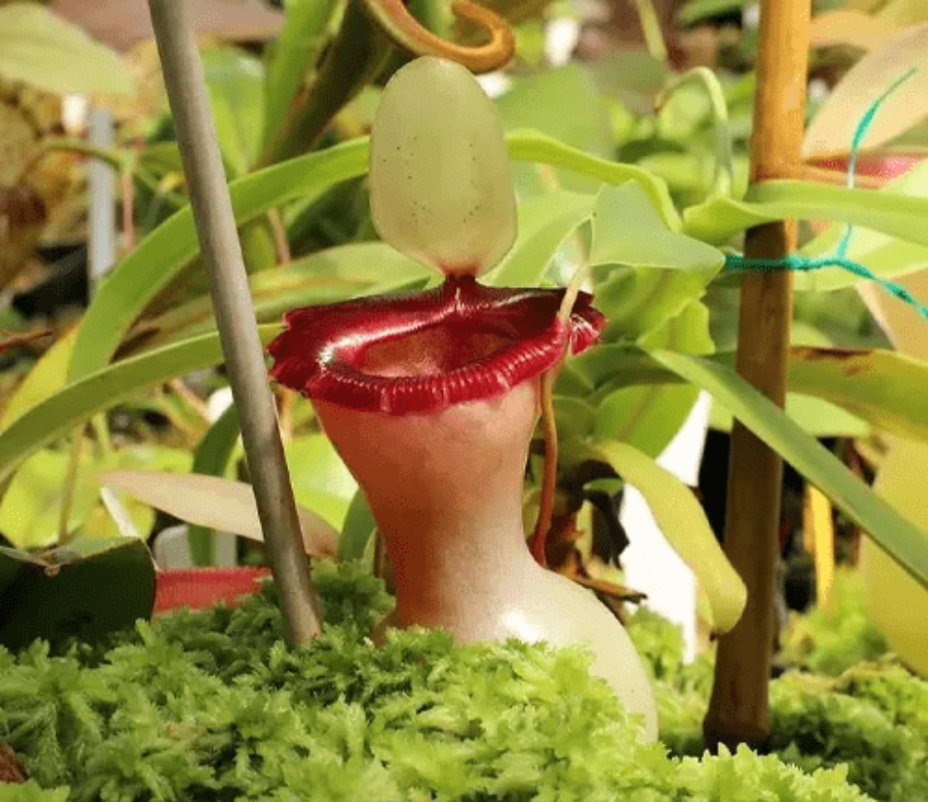 Nepenthes Ventricosa Plant