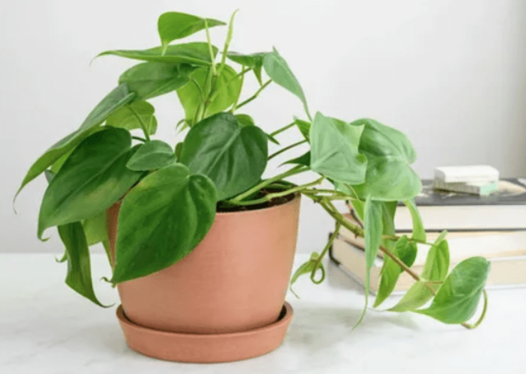 Philodendron Plant