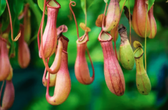 Pitcher Plant