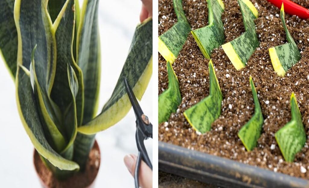 Plant Leaf Cuttings