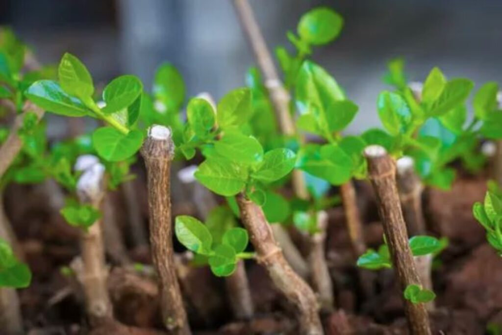 Plant Stem Cuttings