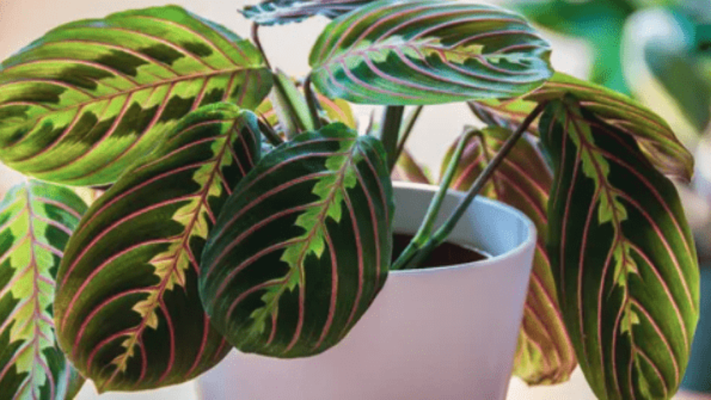 Prayer Plant