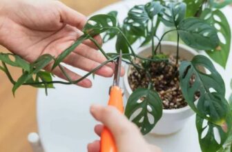 Propagate Indoor Plants