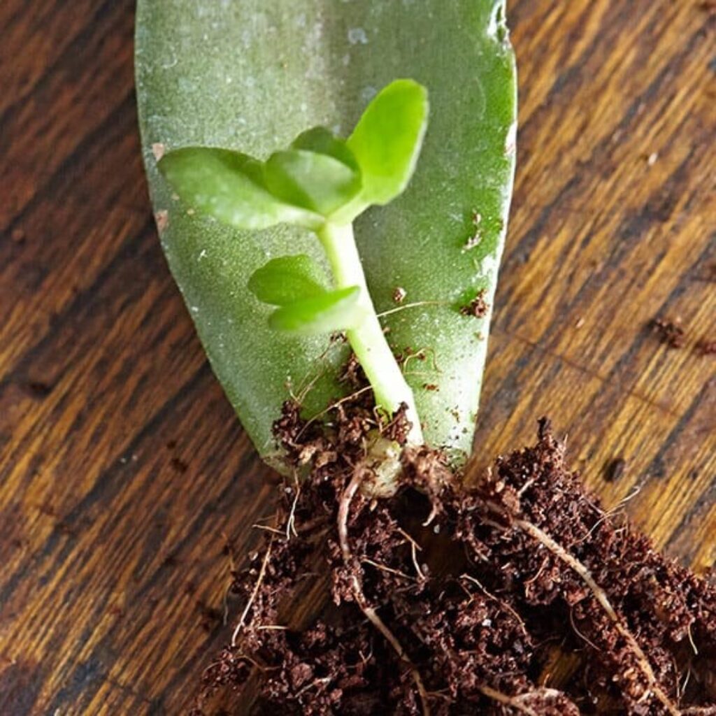 Rooting From A Leaf