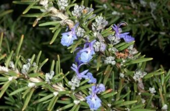A close-up view of a plant showcasing vibrant blue flowers against a blurred background.