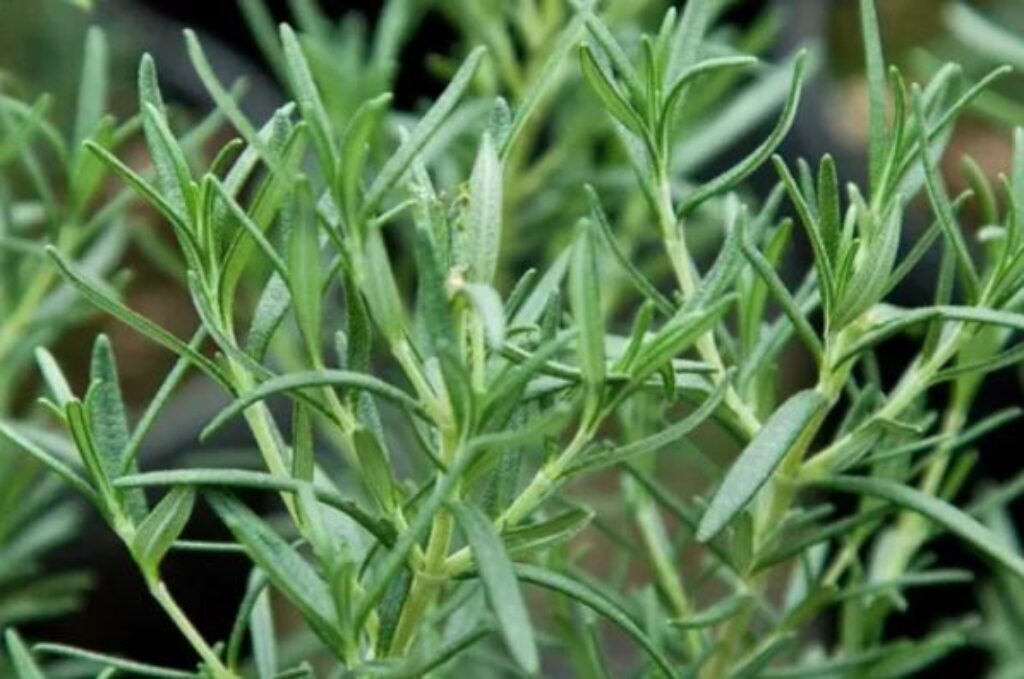 A sprig of fresh rosemary, a culinary herb known for its aromatic flavor in various dishes.