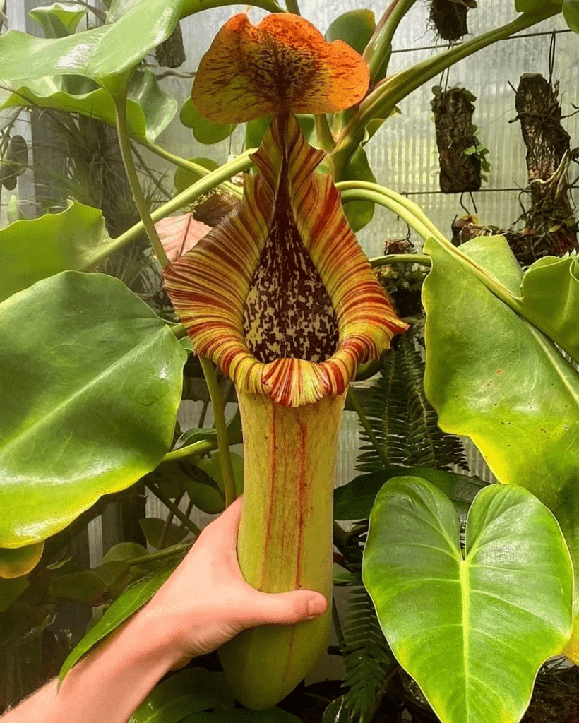 Sarracenia Oreophila Plant