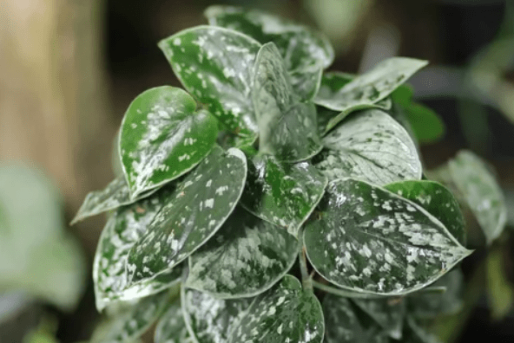 Silver Satin Pothos Money Plant