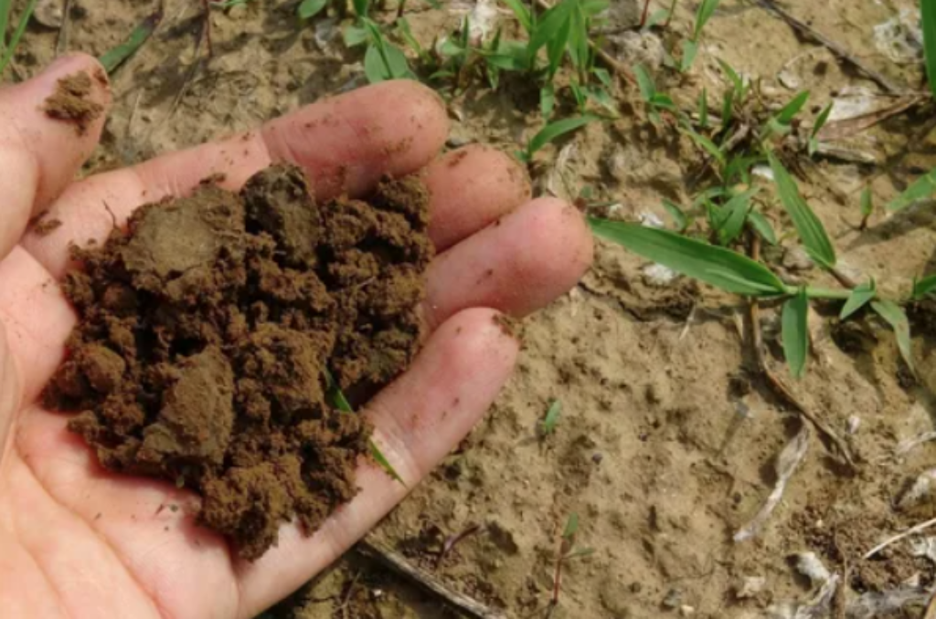 Test The Condition Of Soil For Plant