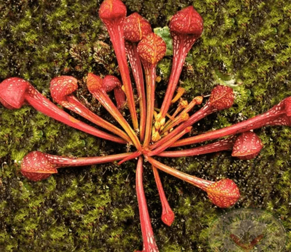 The Parrot Pitcher Plant