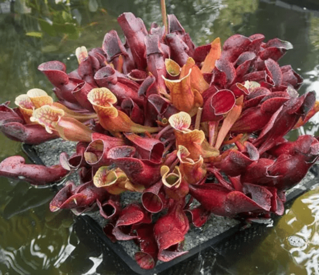 The Purple Pitcher Plant