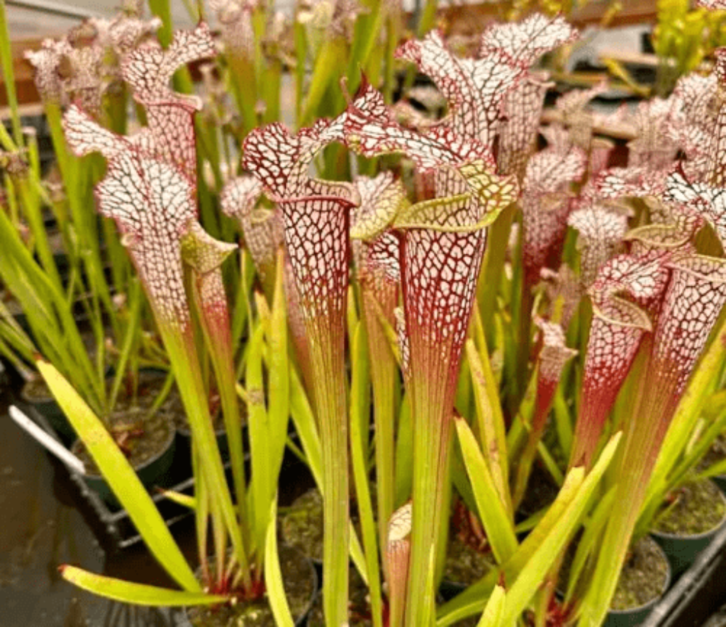 White Pitcher Plant