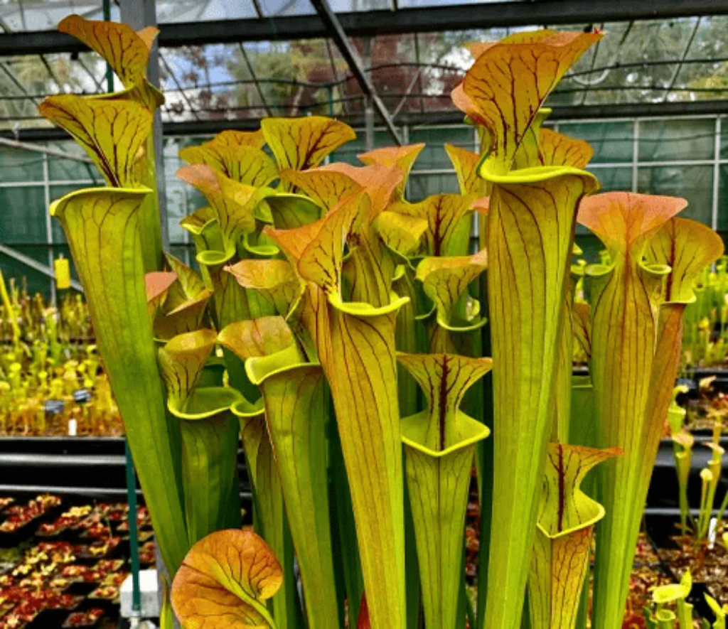 Yellow Pitcher Plant