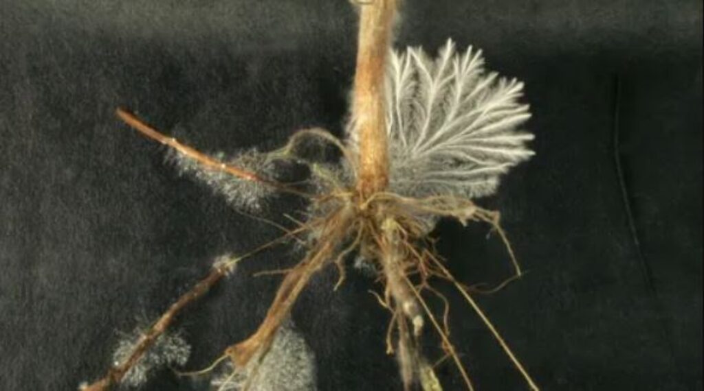 A plant featuring a vibrant flower and visible roots, showcasing its natural beauty and growth.