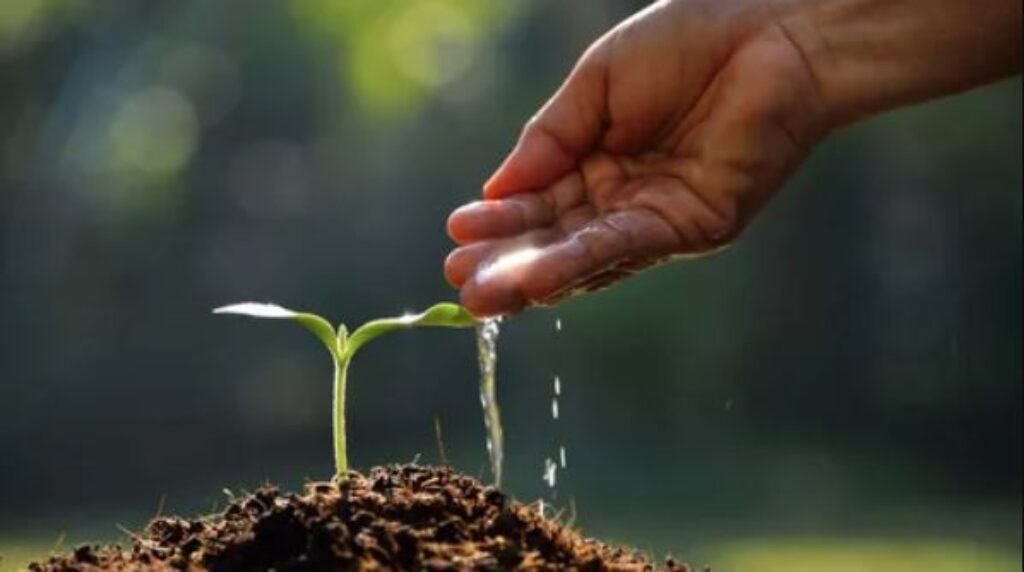 A hand gently waters a green plant, nurturing its growth with a stream of water from a watering can.