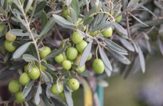 Everything you need to know about Olive Trees