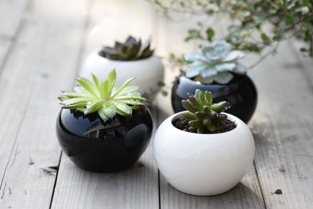 Four black and white vases containing various succulents, arranged artistically on a neutral background.