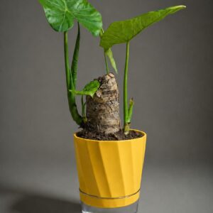 Yellow Pots