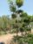 Base fecus bonsai
