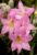 Zephyranthes grandiflora Bulb
