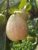امپورٹ کوالٹی امرود پنیری